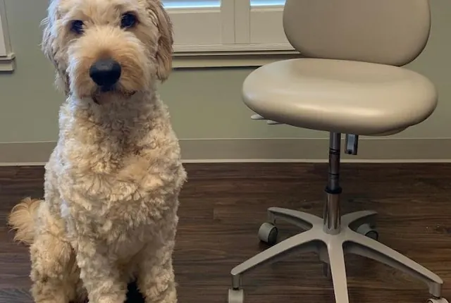 A goldendoodle sitting beside a dental stool in the office.